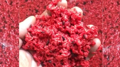 用小型蒸酒設備釀造純手工紅曲酒，紅火迎新年！