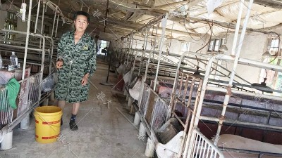 養(yǎng)豬糧食消耗大，成本高？試試白酒蒸餾設(shè)備釀酒+酒糟養(yǎng)豬新模式！