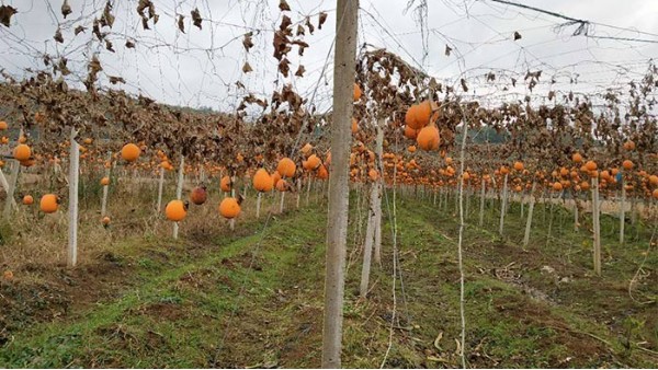 雅大大型釀酒設(shè)備廠家將瓜蔞肉釀成酒，讓果農(nóng)的利潤翻幾倍！