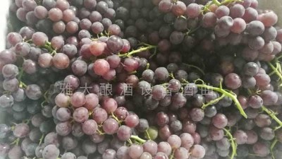 民間葡萄酒釀造潮再度興起，趕緊惡補(bǔ)下葡萄釀酒知識(shí)