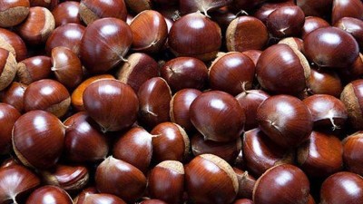 又到吃板栗的季節(jié)，可你知道怎樣用做酒設(shè)備釀造板栗糯米酒嗎？