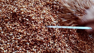 電加熱釀酒設(shè)備做固態(tài)酒攤晾注意事項(xiàng)，99%的釀酒老師傅都不知情