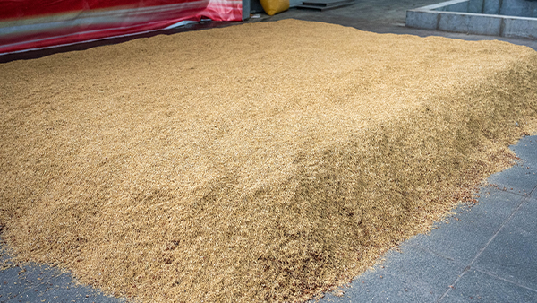 小曲固態(tài)釀酒為什么要糖化，不糖化可不可以？