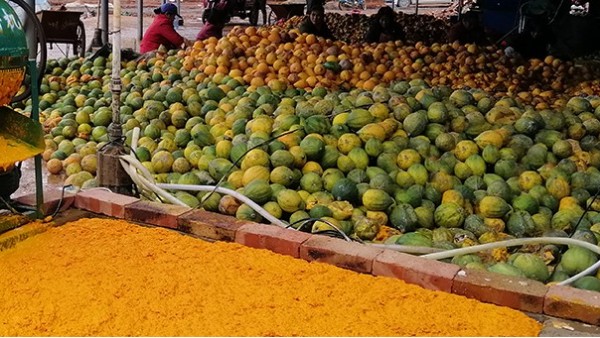 用果酒釀酒設(shè)備將瓜蔞肉釀成酒，變廢為寶，創(chuàng)造上百萬利潤
