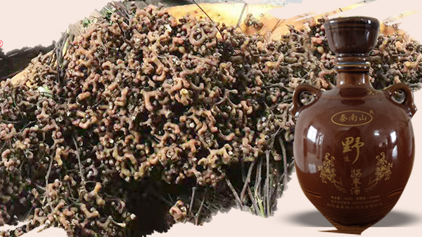 拐棗酒是怎樣釀造出來的？用大型釀酒設(shè)備釀造拐棗酒技術(shù)