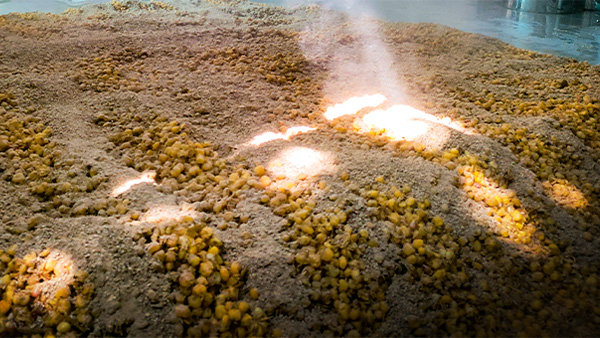 白酒固態(tài)發(fā)酵，糖化步驟能省略嗎？關(guān)鍵影響不可不知！