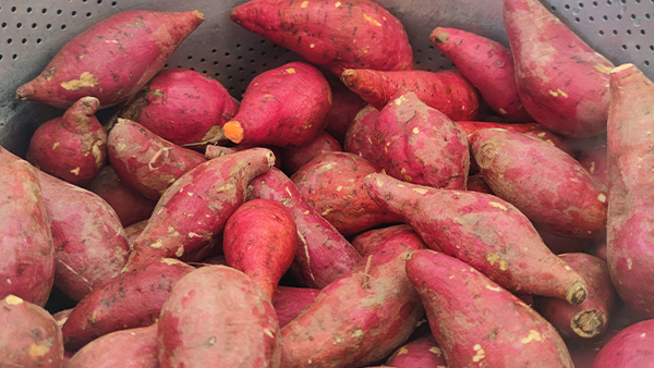 用烤酒設(shè)備釀造美味紅薯酒，想學(xué)的趕緊點(diǎn)進(jìn)來！