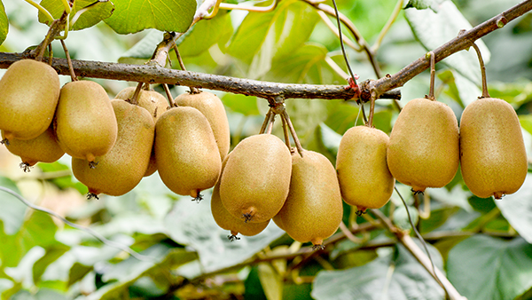 【果酒釀酒設(shè)備】釀獼猴桃酒的季節(jié)到了，不會(huì)釀的趕緊看過來！