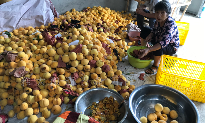 8.13滯銷的黃桃堆在家里，已經(jīng)開始爛了