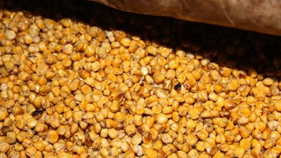 用玉米釀酒設(shè)備釀酒發(fā)酵時忽視這7點，好酒會離你越來越遠！