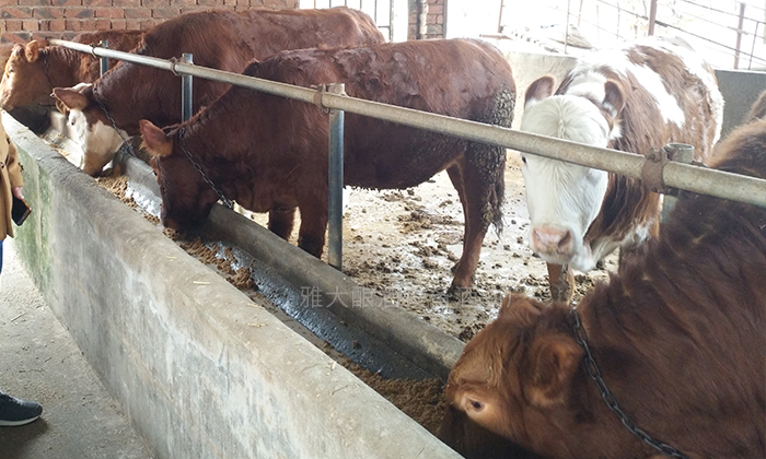 酒糟喂養(yǎng)，降低養(yǎng)殖成本