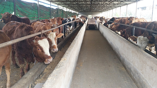 小型酒廠釀酒設備做酒，酒糟養(yǎng)牛基礎知識