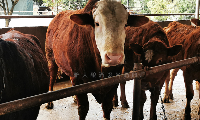 用雅大小型酒廠釀酒設(shè)備做酒，酒糟養(yǎng)牛