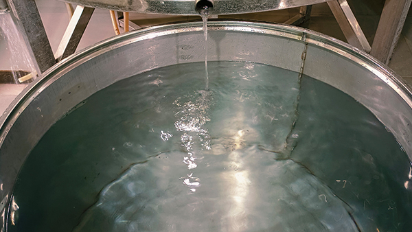 用白酒釀酒設(shè)備做固態(tài)酒出酒率低，到底是什么原因？