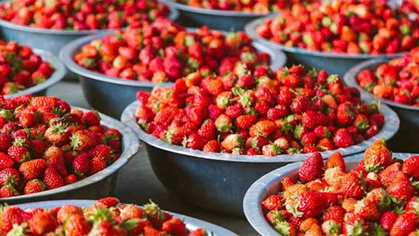 莓好時(shí)光：手把手釀您釀春日限定草莓酒，解鎖微醺儀式感